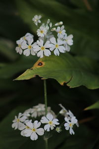 Close-up of white flowering plant