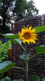 Close-up of sunflower blooming outdoors