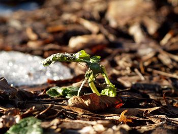 Close-up of plant growing on ground