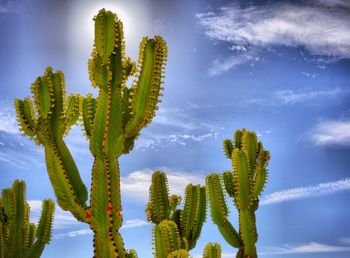 Close-up of plants