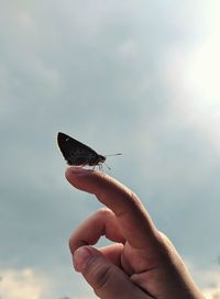 Midsection of person holding bird against sky