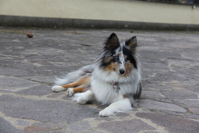 Portrait of dog relaxing on footpath