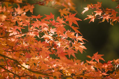 Close-up of maple leaves on tree during autumn