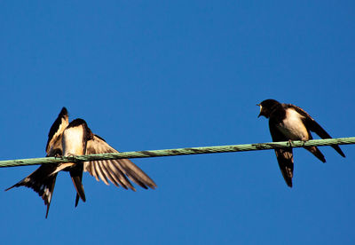 Low angle view of birds on cable against clear blue sky