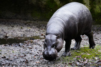 Close-up of pig