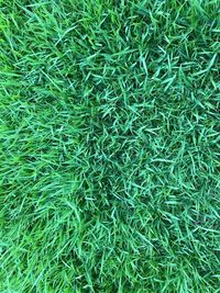 Full frame shot of grass on field