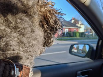 Back of a young poodle dog inside car looking out to the window, waiting for the owner to come back
