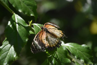 Close-up of butterfly pollinating on flower