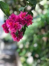 Close-up of pink flowers blooming outdoors