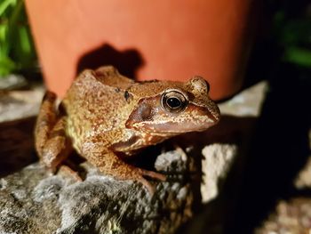 Close-up of frog on rock