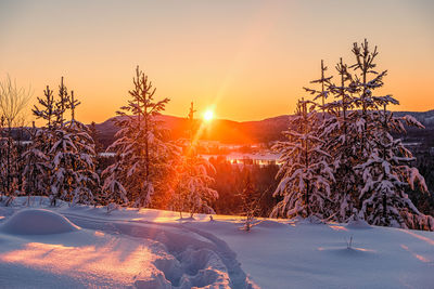 Snow covered plants against sky during sunset