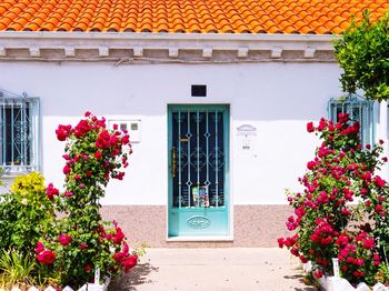 Flowers on house window