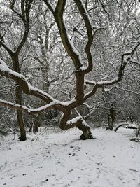 Bare tree on snow covered field