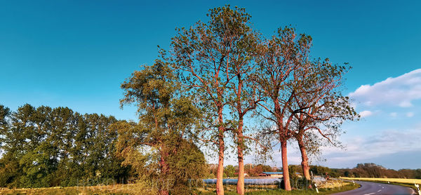 Tree against sky during autumn