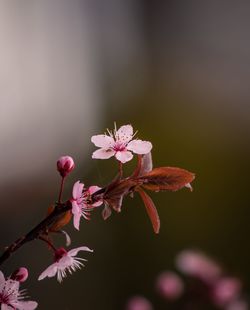 Close-up of pink cherry blossoms in spring