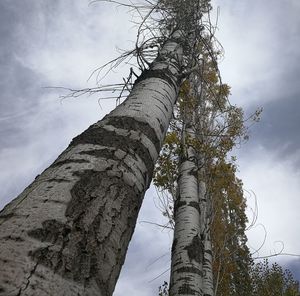 Low angle view of tree against sky