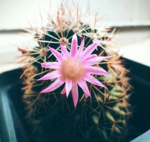 Close-up of flower blooming outdoors