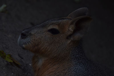 Close-up of deer looking away