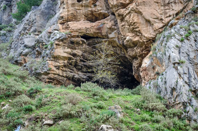 Rock formation amidst plants