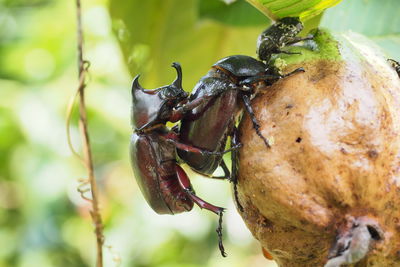 Close-up of crab on fruit