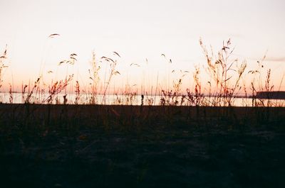 Silhouette plants on field against sky during sunset