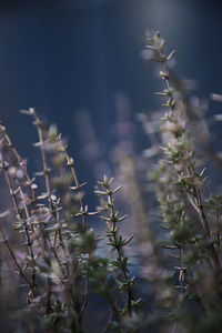 Close-up of plants on field