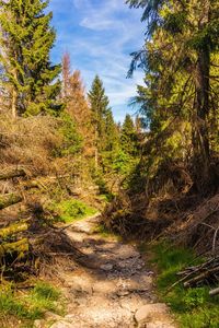 Trees growing in forest against sky