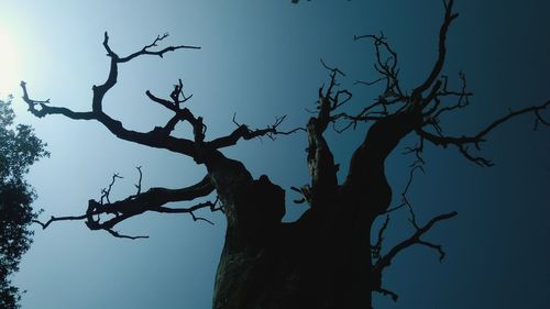 Low angle view of silhouette bare tree against clear sky