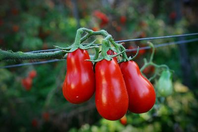 Close-up of red chili peppers