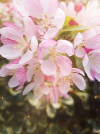 Close-up of pink flowers