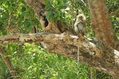 Monkey sitting on tree in forest
