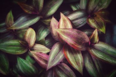 Full frame shot of flowers