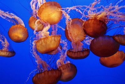 Close-up of jellyfish in aquarium