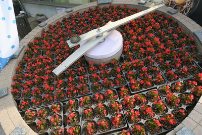 High angle view of red berries on plant