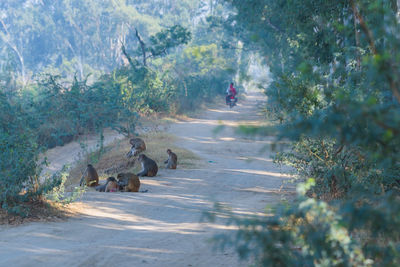 Road amidst trees in forest