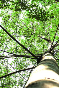 Low angle view of bamboo trees in forest