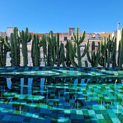 Cooling pool, fronting multiple cacti with city and blue sky background