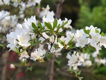Close-up of white cherry blossoms in spring