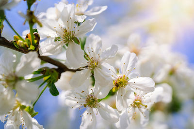 Close-up of white cherry blossoms