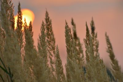 Close-up of reed growing in field at sunset