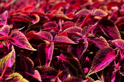 Full frame shot of red flowering plant