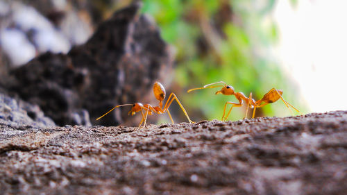 Close-up of ant on leaf
