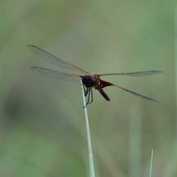 Close-up of dragonfly on plant