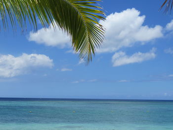Palm trees on beach