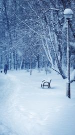 Bare trees in snow