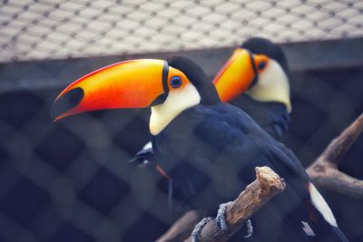 Close-up of bird perching