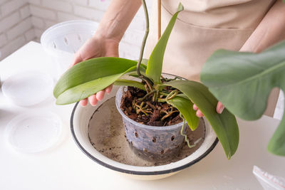 Close-up of potted plant