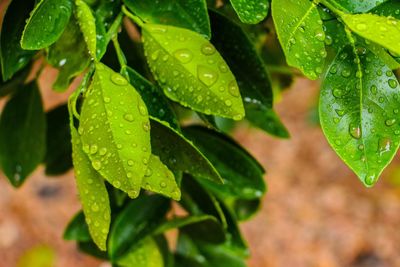 Close-up of water drops on plant