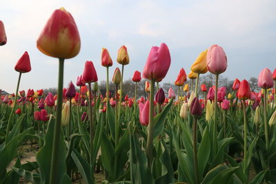 Close-up of tulips in field against sky