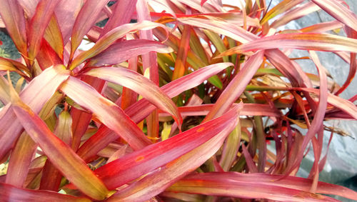 Detail shot of plants